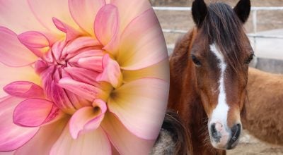 Китайский гороскоп на сегодня 14 ноября: Лошадям - срывы, Свиньям - обида