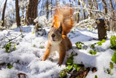 Какой будет зима в Украине: о чем молчат синоптики, но знают белки и коты