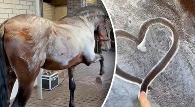 Чому коні потіють піною Чому коні потіють піною