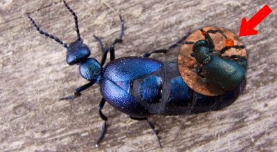 Не варто навіть торкатись: в Україні мешкає небезпечний жук
