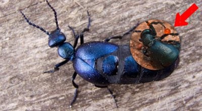 Не варто навіть торкатись: в Україні мешкає небезпечний жук