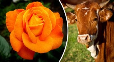 Китайский гороскоп на завтра Китайский гороскоп на завтра