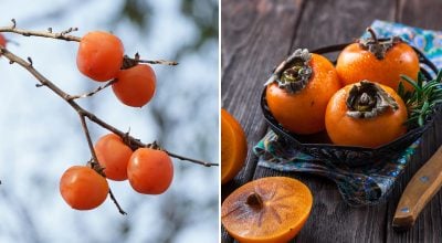 Хурма Хурма