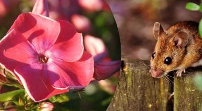 Китайский гороскоп на сегодня 17 ноября: Крысам - неприятности, Кроликам - гнев