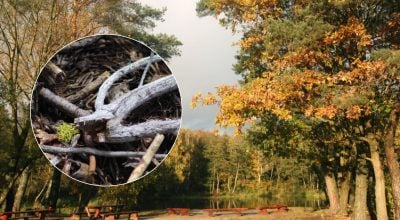 Дрова прямо з парку: що можна брати, а за що загрожує штраф