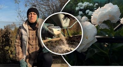 "Золоте" правило для півоній: як підготувати квіти до зими та уникнути хвороб"