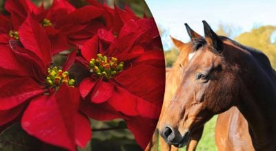 Китайський гороскоп на завтра Китайський гороскоп на завтра