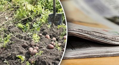 Як використовувати старі газети в саду та на городі Як використовувати старі газети в саду та на городі