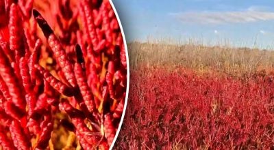 Під Одесою знайшли унікальну рослину, яку подають у ресторанах Нідерландів