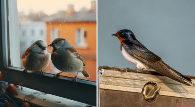 Що віщує пташка, яка вдарилася у вікно, за народними прикметами