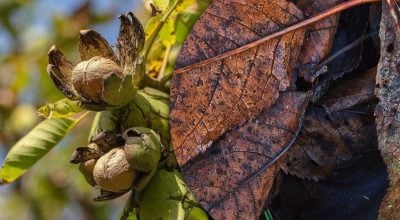 Добриво чи шкода: що робити з опалим листям горіха восени