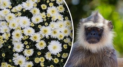 Китайский гороскоп на завтра 19 ноября: Обезьянам - депрессия, Свиньям - жертвы