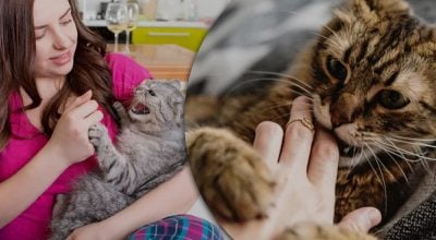 кот кусает, кот