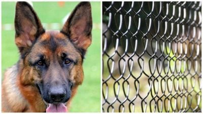 Приходить без повідка: сусідський пес доводить дівчину до істерики через свою поведінку