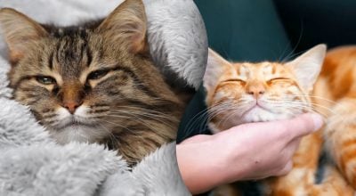 Сигнали не можна ігнорувати: як коти ведуть себе перед смертю Сигнали не можна ігнорувати: як коти ведуть себе перед смертю