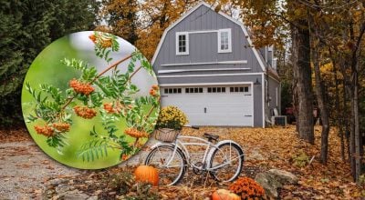 Дерео рябина