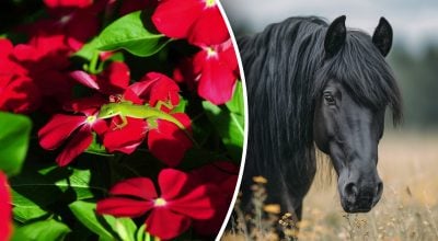 Китайський гороскоп на сьогодні 20 листопада: Кроликам - стрес, Коням - випробування