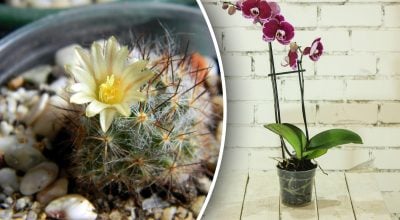  Яка кімнатна квітка підходить вам за знаком зодіаку