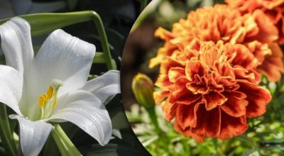 Несуть негативну енергетику: які три популярні квітки не варто дарувати близьким