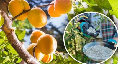 Абрикос Абрикос