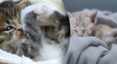 Кіт може замерзнути швидше, ніж здається — ознаки, які господарі ігнорують