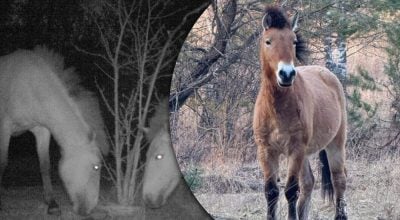 У Чорнобильській зоні помітили рідкісних коней: показано унікальні кадри