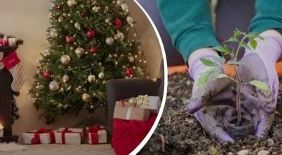 Треба встигнути до свят: що обов’язково зробити на городі та в саду вже зараз