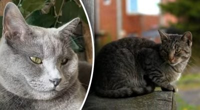 Як попросити вибачення перед кішкою: експерти назвали найкращий спосіб