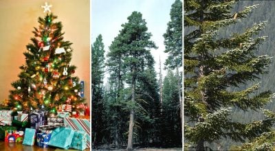 Новорічна ялинка 
