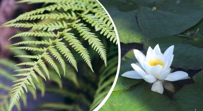 Папоротник Кувшинка