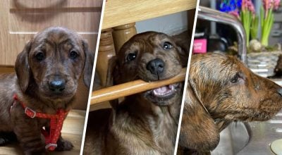 Раніше такса легко поміщалася на одній долоні людини