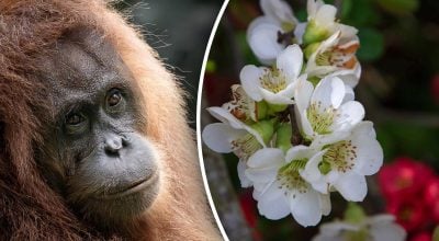 Китайский гороскоп на завтра