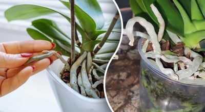 Орхідеї розростаються хаотично – простий метод, як приборкати "втікаюче" коріння