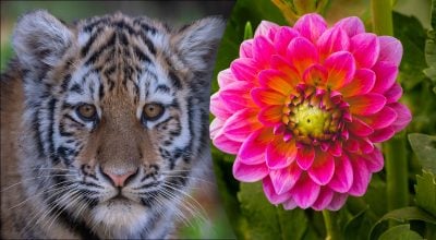 Китайський гороскоп на завтра 25 листопада: Тиграм - загроза, Мавпам - депресія