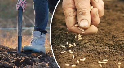 Врожай не підведе: городниця озвучила найкращий час для посадки моркви під зиму