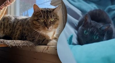 Господарям на замітку – названо топ найдивніших речей, які робить кіт вночі