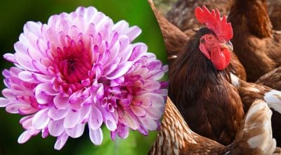 Китайский гороскоп на завтра Китайский гороскоп на завтра