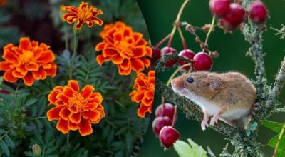 Китайський гороскоп на завтра 27 листопада: Драконам - проблеми, Щурам - суперечки