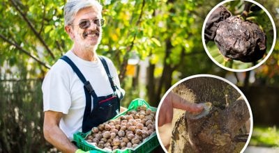 Грецкий орех