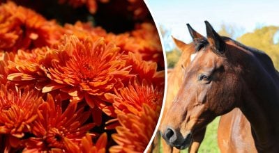 Китайский гороскоп на завтра