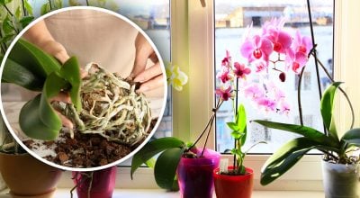 Не займе багато часу: експертка показала ефективний метод пересадки орхідей