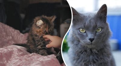 Як завоювати прихильність кота – чотири прості і перевірені методи