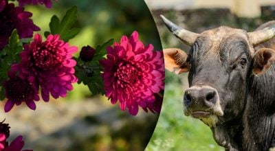 Китайський гороскоп на завтра 29 листопада: Бикам - стрес, Зміям - сварки