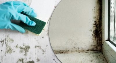 Як вивести цвіль на стінах