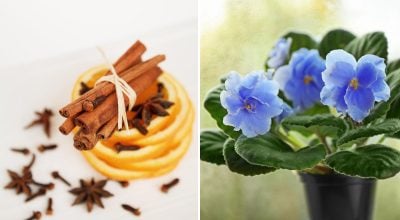 Кориця для кімнатних рослин