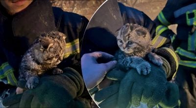 спасли котика спасли котика