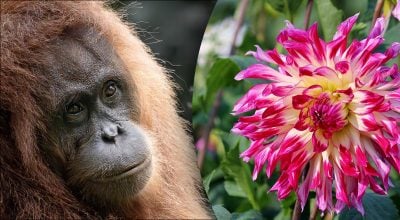 Китайский гороскоп на завтра 1 декабря: Обезьянам - ревность, Свиньям - ссоры