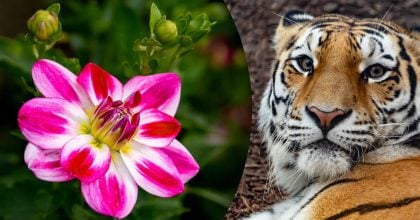 Китайский гороскоп на сегодня 3 ноября: Тиграм -разочарование, Драконам - долги