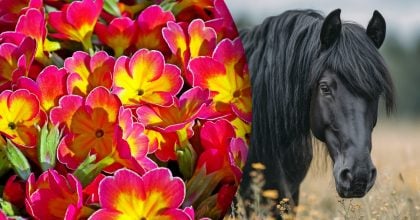 Китайский гороскоп на завтра 5 ноября: Кроликам - крах, Лошадям - безнадежность