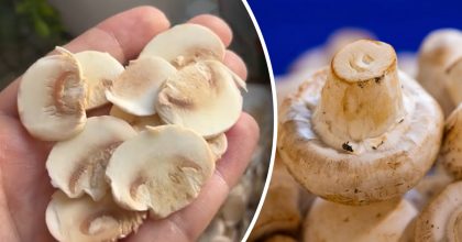 Гора слайсів за лічені секунди: як швидко нарізати печериці без ножа